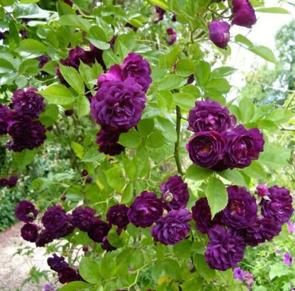 Elegant Climbing Rose Flower Seeds