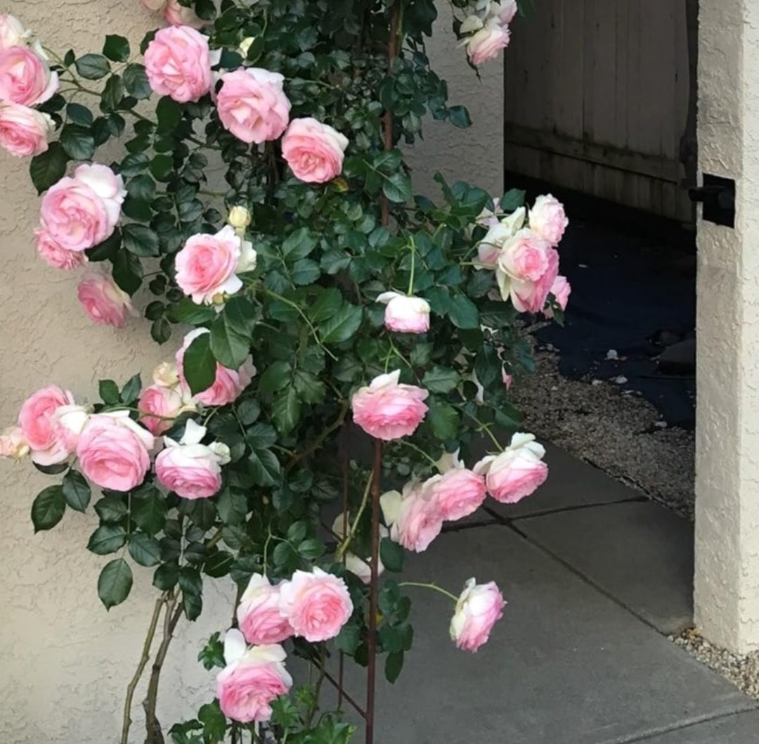 Elegant Climbing Rose Flower Seeds