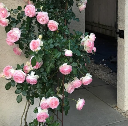 Elegant Climbing Rose Flower Seeds