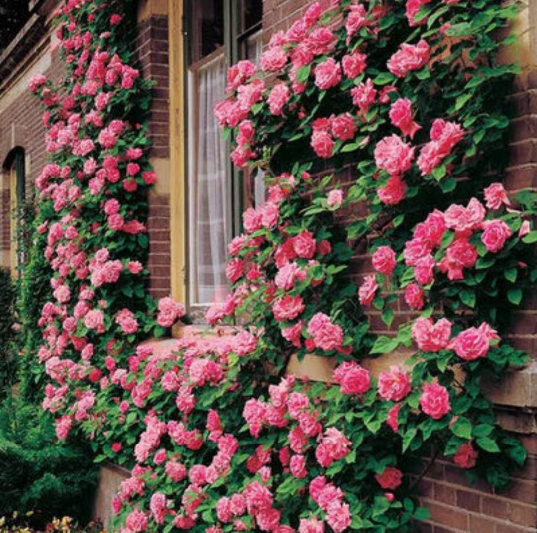 Elegant Climbing Rose Flower Seeds