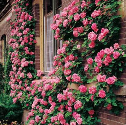 Elegant Climbing Rose Flower Seeds