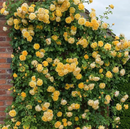 Elegant Climbing Rose Flower Seeds