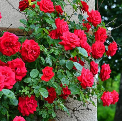 Elegant Climbing Rose Flower Seeds