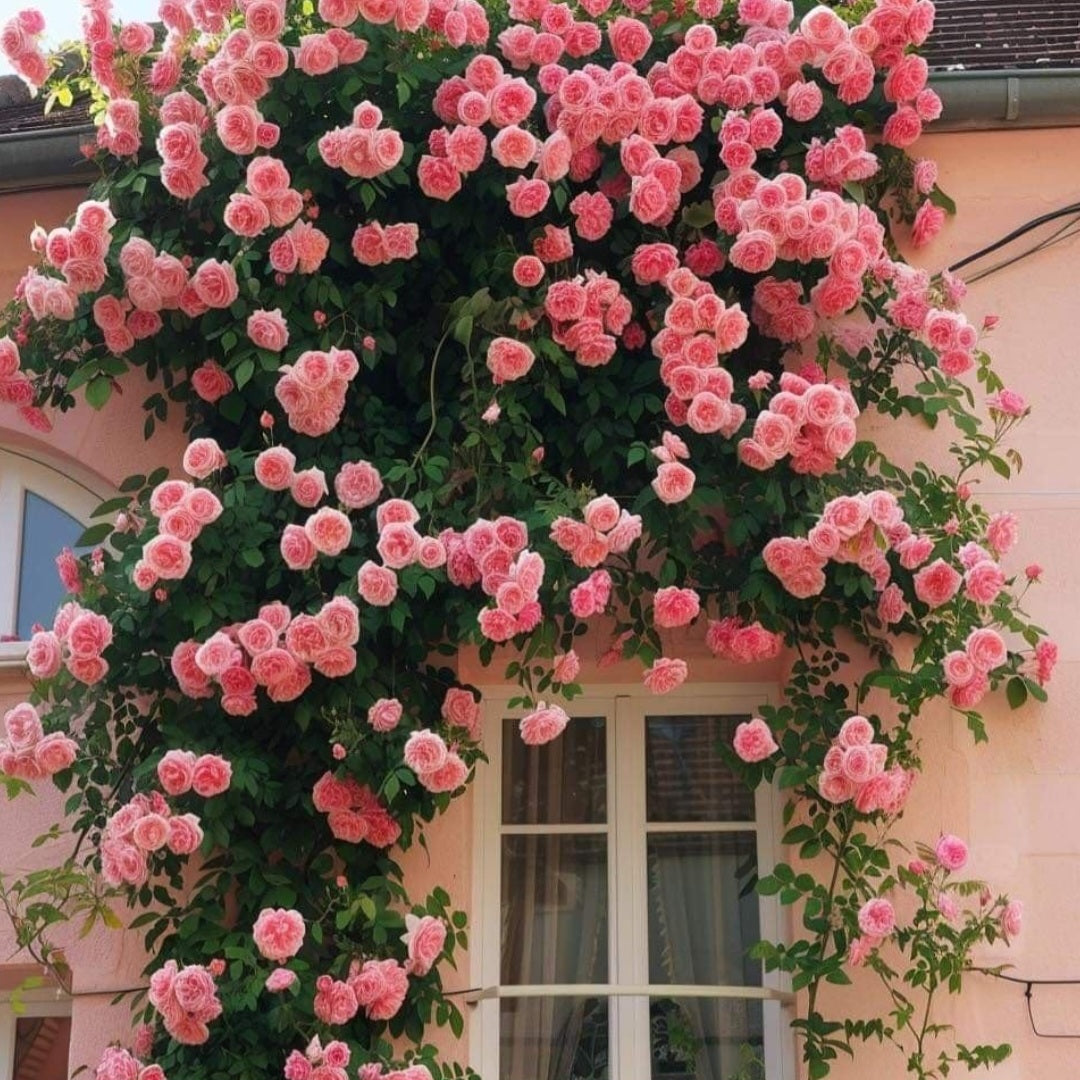 Elegant Climbing Rose Flower Seeds